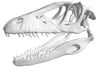 скелет черепа динозавра